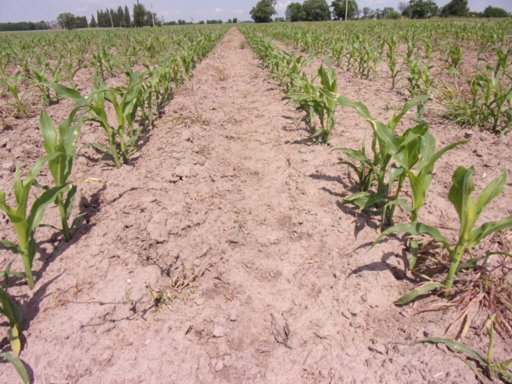 RZD Baborówko. Kukurydza uprawiana bezorkowo w III dekadzie maja.