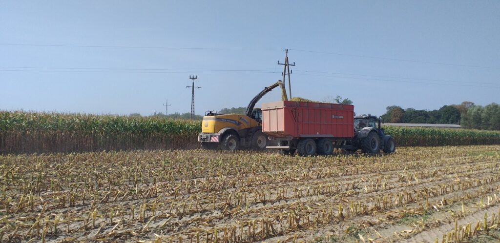 Grabów n. Wisłą. Zbiór kukurydzy na kiszonkę