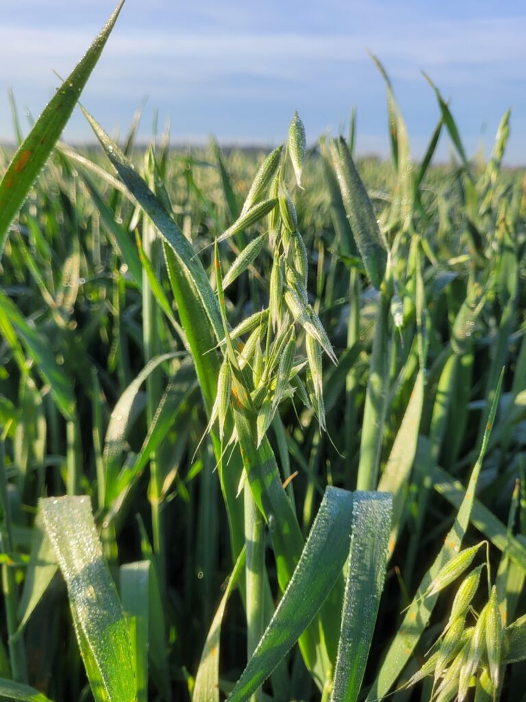 Baborówko Owies w mieszance międzyplonu ozimego na koniec września