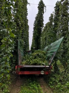 JASTKÓW Pozyskiwanie roślin na plantacji